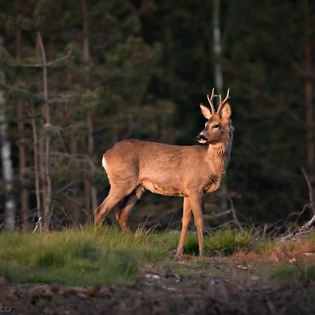 Kaszubska Odskocznia Ostoja Bukowo Villa Borowy Mlyn Eksteriør bilde