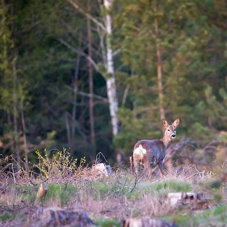 Kaszubska Odskocznia Ostoja Bukowo Villa Borowy Mlyn Eksteriør bilde